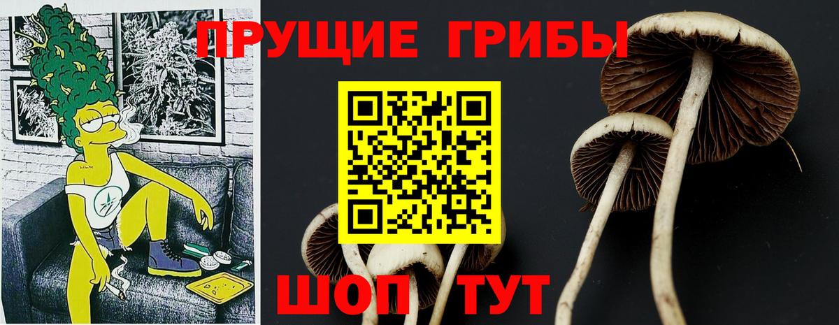 Псилоцибиновые грибы Psilocybe Губкинский